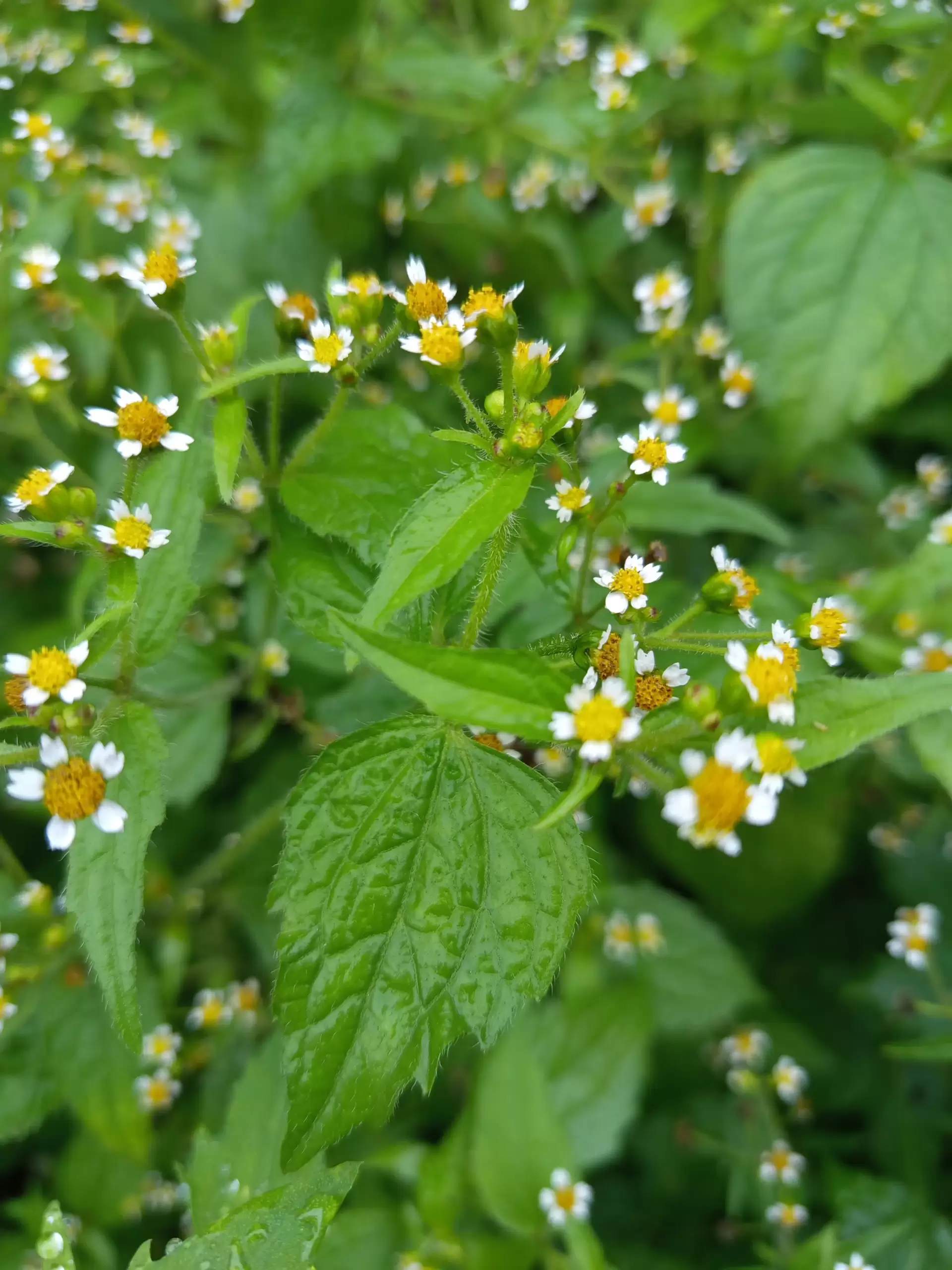 My garden, love those small flowers, even if its rainy and cold, they are resilient to the weather- www.itsimmortal.com